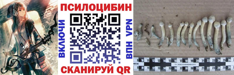 где найти Новомичуринск Псилоцибиновые грибы Cubensis